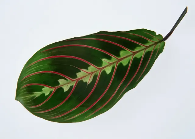 Домашнее растение Maranta White Background