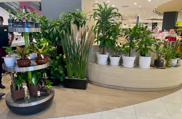Домашние растения в Liverpool Polanco, Мехико