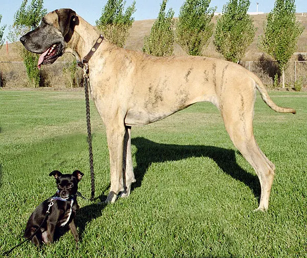 Оригинальное название: Big and Little Dog 1.jpg