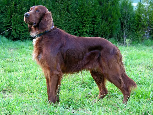 Оригинальное название: Can Setter Dog GFDL.jpg