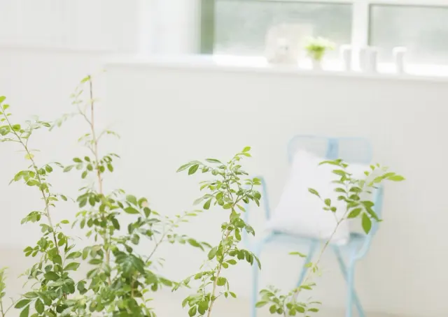 Гостиная интерьера Green Plant