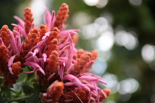 Цветы в Kew Gardens