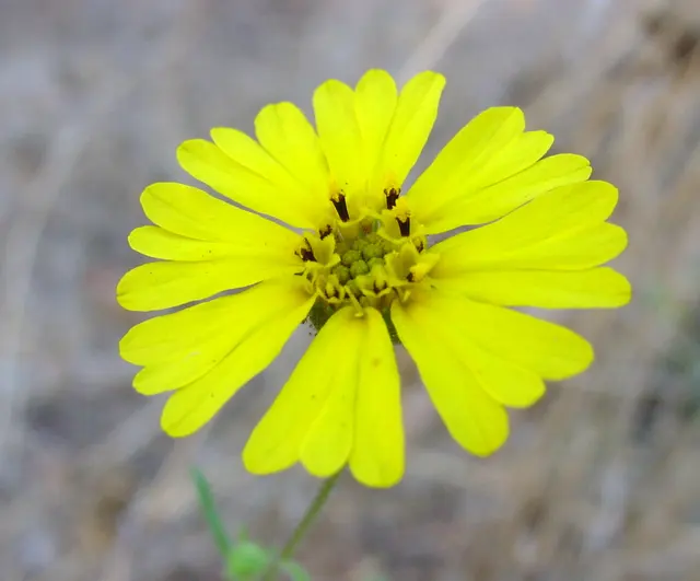 Цветок Madia Elegans