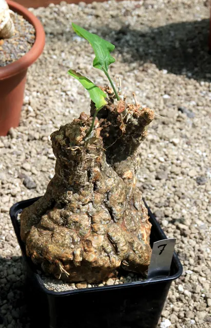 Выставка Cephalopentandra ecirrhosa Succulents в Ботаническом саду Карлова университета 2016