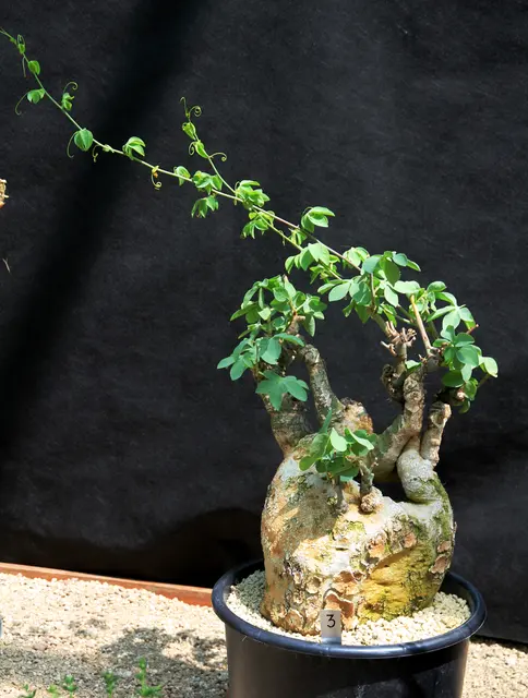 Выставка Adenia glauca Succulents в Ботаническом саду Карлова университета 2016