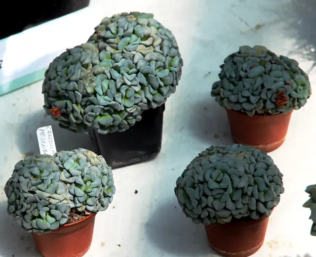 Выставка Crassula mesembryanthoides Succulents в Ботаническом саду Карлова университета 2016