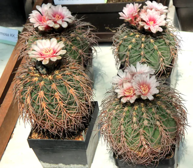 Выставка Gymnocalycium spegazzinii 1 Succulents в Ботаническом саду Карлова университета 2016