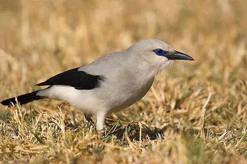 Zavattariornis stresemanni - заповедник дикой природы Ябелло, Эфиопия-8