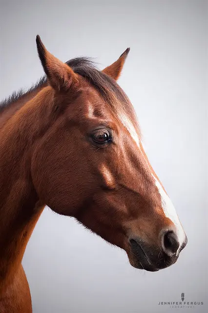 Horse Studio Photography | Сент-Огастин, Джексонвилл, Тампа, Орландо, Палм-Кост