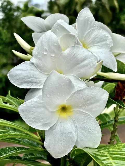 Мокрые цветы Plumeria pudica, после сильного дождя, обычно известные как Bridal bouquet White frangipani, Fiddle leaf plumeria, Wild plumeri