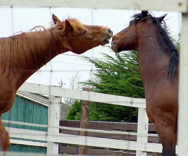 Играть в Horse Play