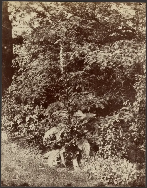 Винтажная фотография садового растения