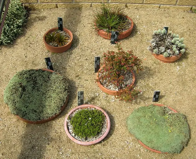 Новозеландские растения Rock Garden