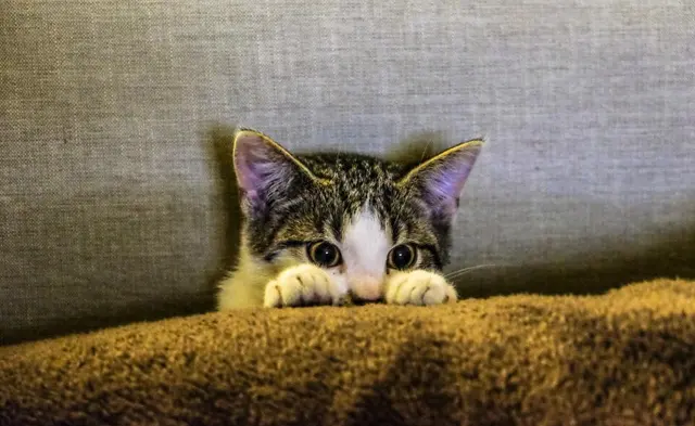 Животное котенка
