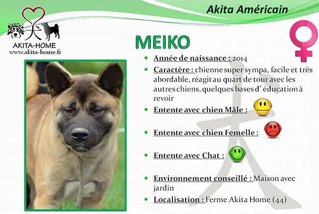 #AkitaHome