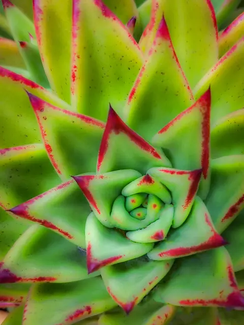 Echeveria agavoides Помада
