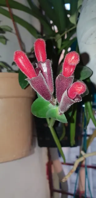 Aeschynanthus pulcher, Lipstick Plant