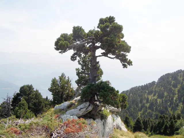 Pin à Crochets au Col de l'Alpe
