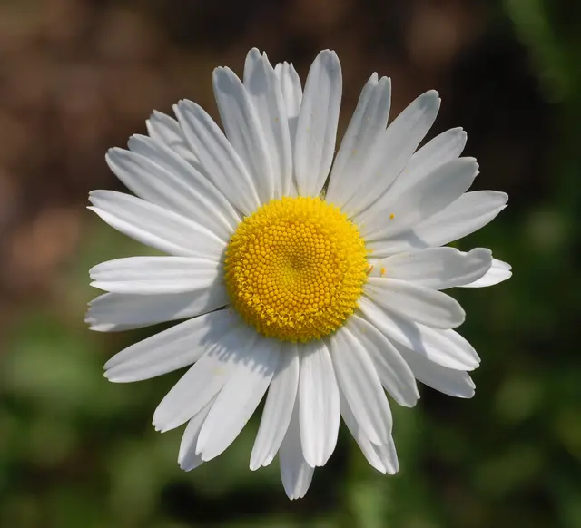 Leucanthemum vulgare «Filigran» Цветок 2200px