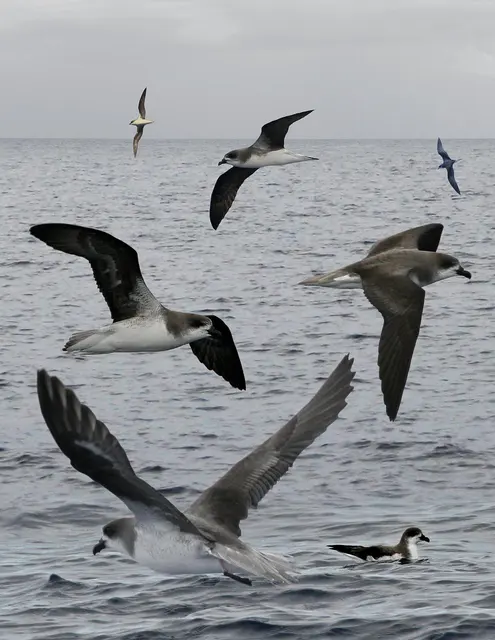 Feas Petrel из Crossley ID Guide Восточные птицы