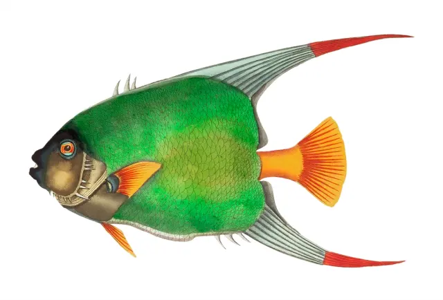 Двойная — масштабированная иллюстрация Chaedon Angle Fish